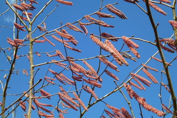 Corylus Maxima Purpurea: Purple Leaved Hazel