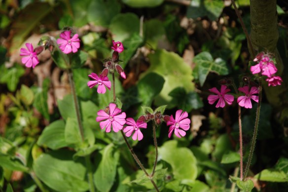 Red Campion, Silene Dioica.