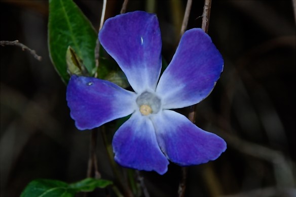 Vinca major, blue periwinkle.