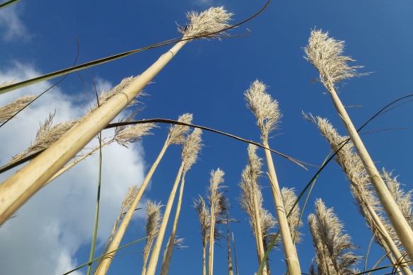 Looking up in the reeds.