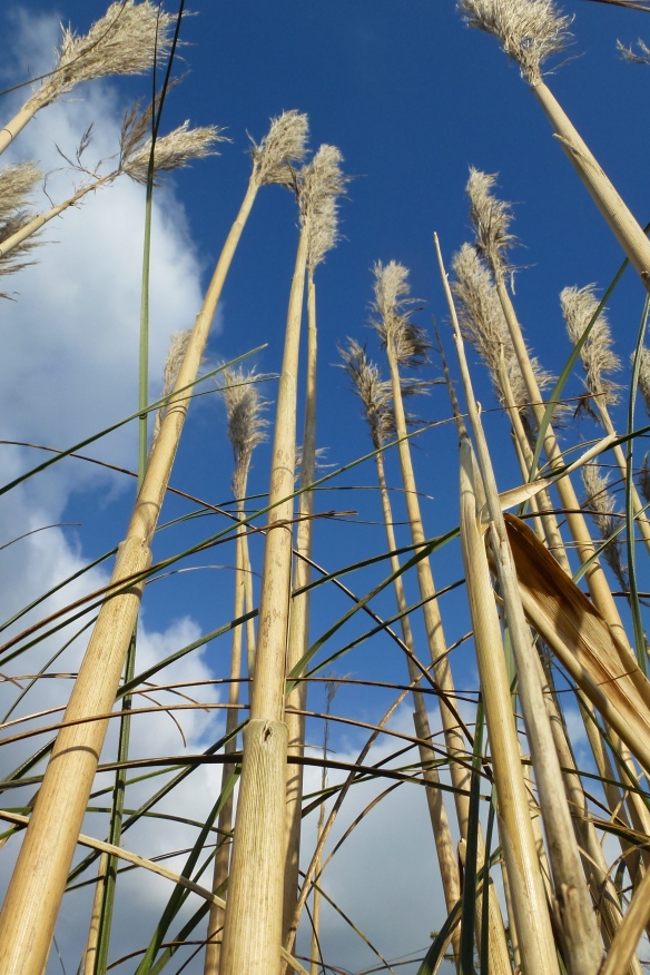 Reeds pointing to the sky.