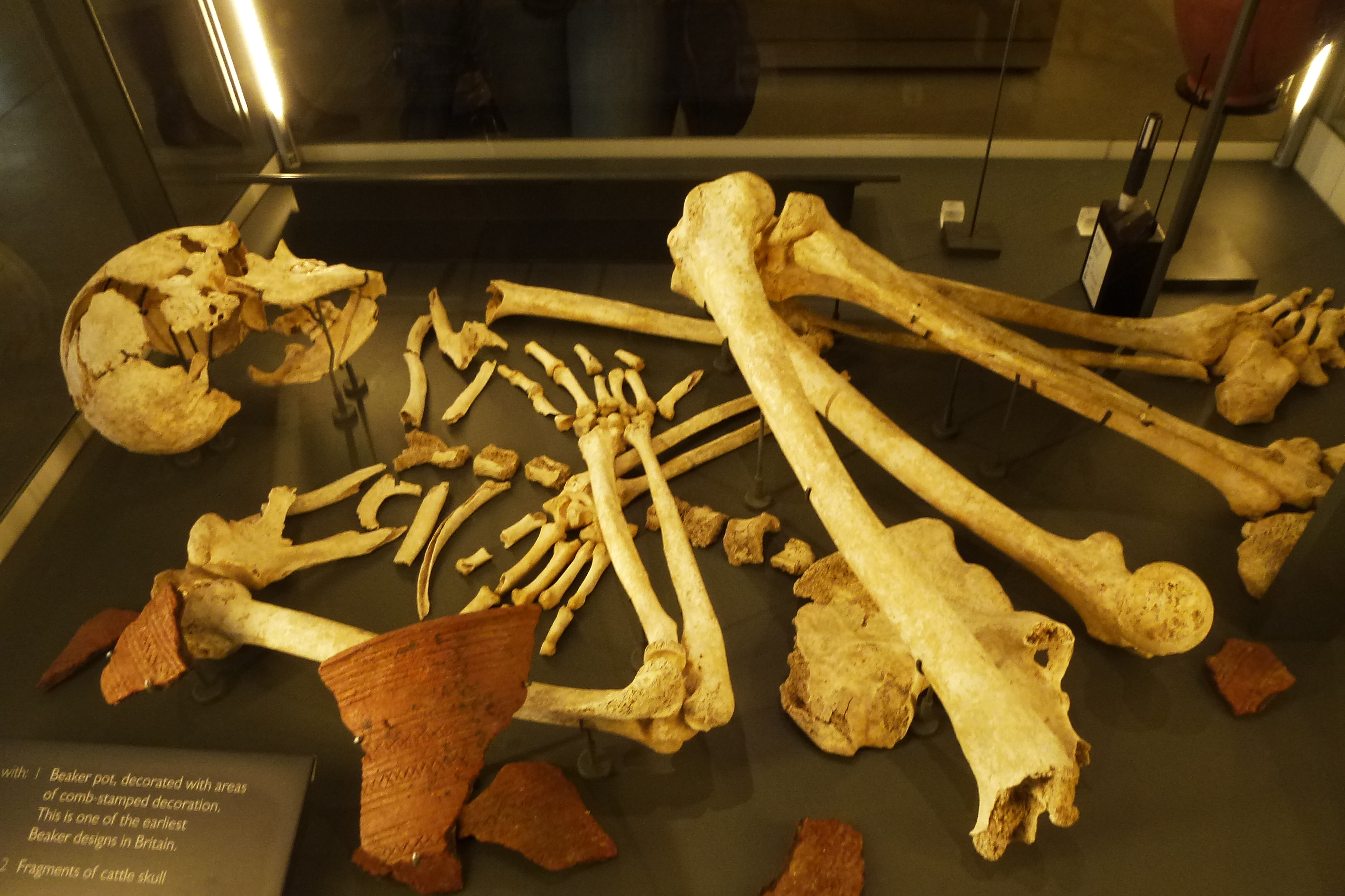 An example of a burial from 4500 years ago.